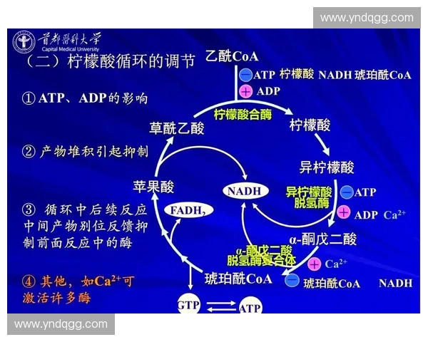 基于代谢分析的生物体内代谢通路研究与应用探讨 基于代谢分析的生物体内代谢通路研究与应用探讨
